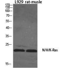 Anti-N/H/K-Ras antibody