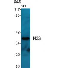 Anti-N33 antibody