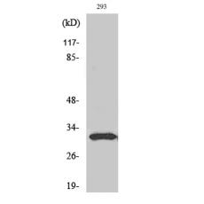 Anti-NF-YB antibody