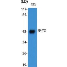 Anti-NF-YC antibody