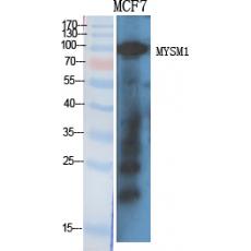 Anti-MYSM1 antibody