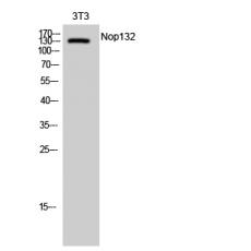 Anti-Nop132 antibody