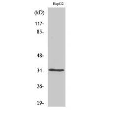 Anti-Olfactory receptor 52E4 antibody
