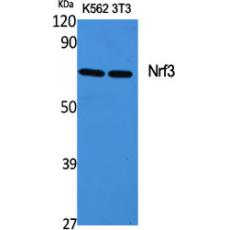 Anti-Nrf3 antibody