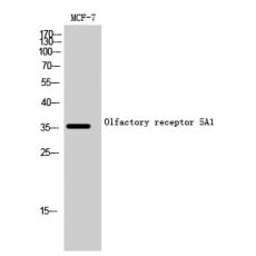 Anti-Olfactory receptor 5A1 antibody