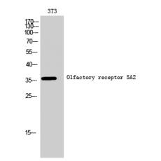 Anti-Olfactory receptor 5A2 antibody