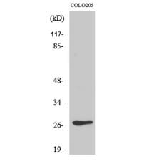 Anti-Olfactory receptor 5D3 antibody