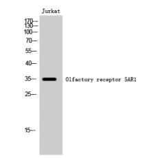 Anti-Olfactory receptor 5AR1 antibody