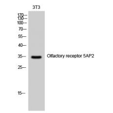 Anti-Olfactory receptor 5AP2 antibody