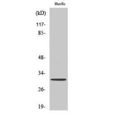 Anti-Olfactory receptor 6C68 antibody