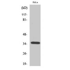Anti-Olfactory receptor 6C3 antibody