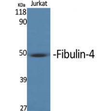 Anti-MNT antibody