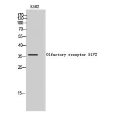 Anti-Olfactory receptor 51F2 antibody