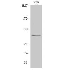 Anti-MLK4 antibody