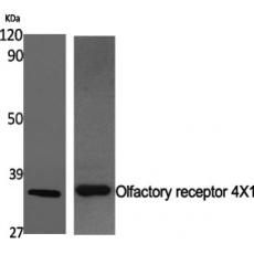 Anti-Olfactory receptor 4X1 antibody