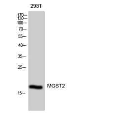 Anti-MGST2 antibody