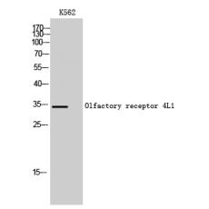 Anti-Olfactory receptor 4L1 antibody