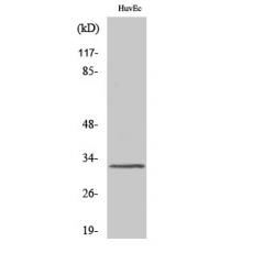 Anti-MRGG antibody