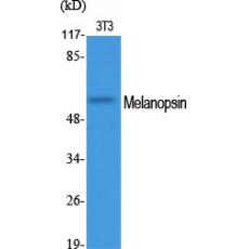 Anti-Melanopsin antibody