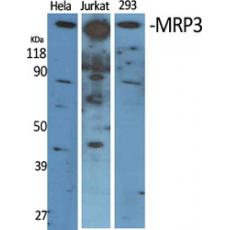 Anti-MRP3 antibody