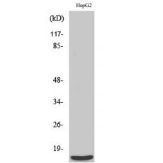 Anti-MRP-S36 antibody