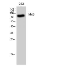 Anti-MxB antibody