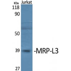 Anti-MRP-L3 antibody