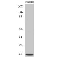 Anti-MRP-L50 antibody