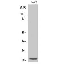 Anti-Neuromedin-U antibody