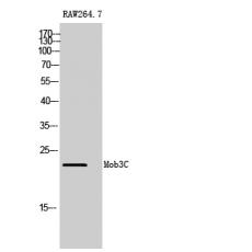 Anti-Mob3C antibody