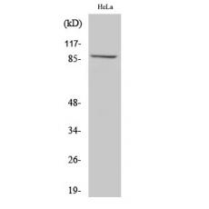 Anti-MLTK antibody