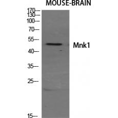 Anti-Mnk1 antibody