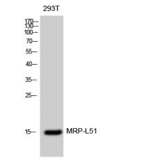 Anti-MRP-L51 antibody