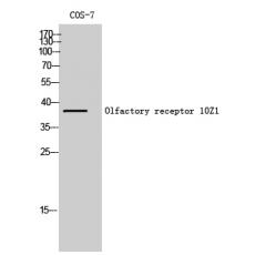 Anti-Olfactory receptor 10Z1 antibody