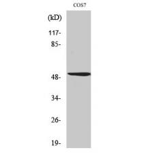 Anti-Oct-2 Polyclonal Antibody