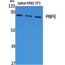 Anti-PBFE antibody