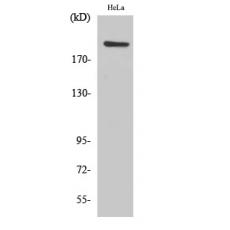 Anti-PHF3 antibody