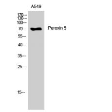 Anti-Peroxin 5 antibody