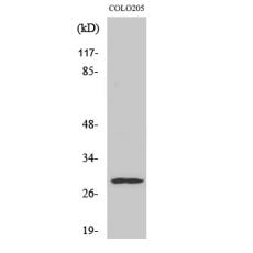 Anti-Peroxin 11β antibody