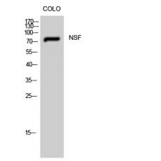 Anti-NSF antibody