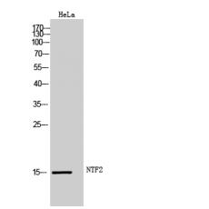 Anti-NTF2 antibody