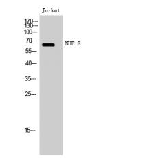 Anti-NHE-8 antibody