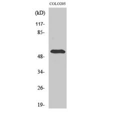 Anti-pHyde antibody