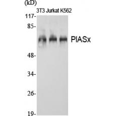 Anti-PIASx antibody