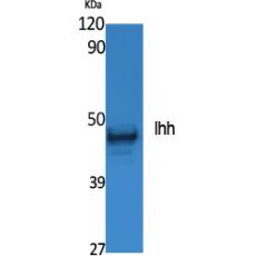 Anti-Ihh antibody