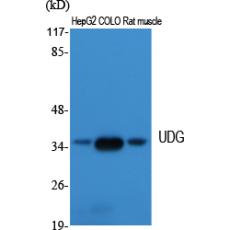 Anti-UDG antibody