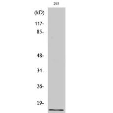 Anti-Urotensin II antibody