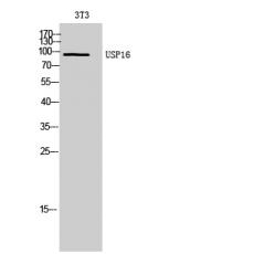 Anti-USP16 antibody