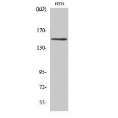 Anti-USP42 antibody