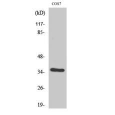 Anti-VEGF-D antibody